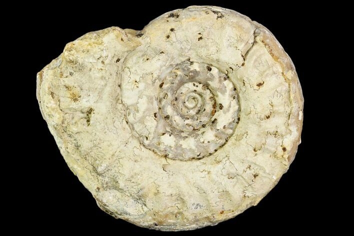 Fossil Ammonite (Hildoceras)- England #110820